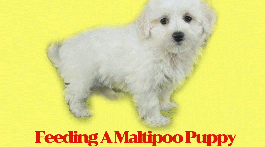Feeding A Maltipoo Puppy Regimens, Routines And Also Quantities